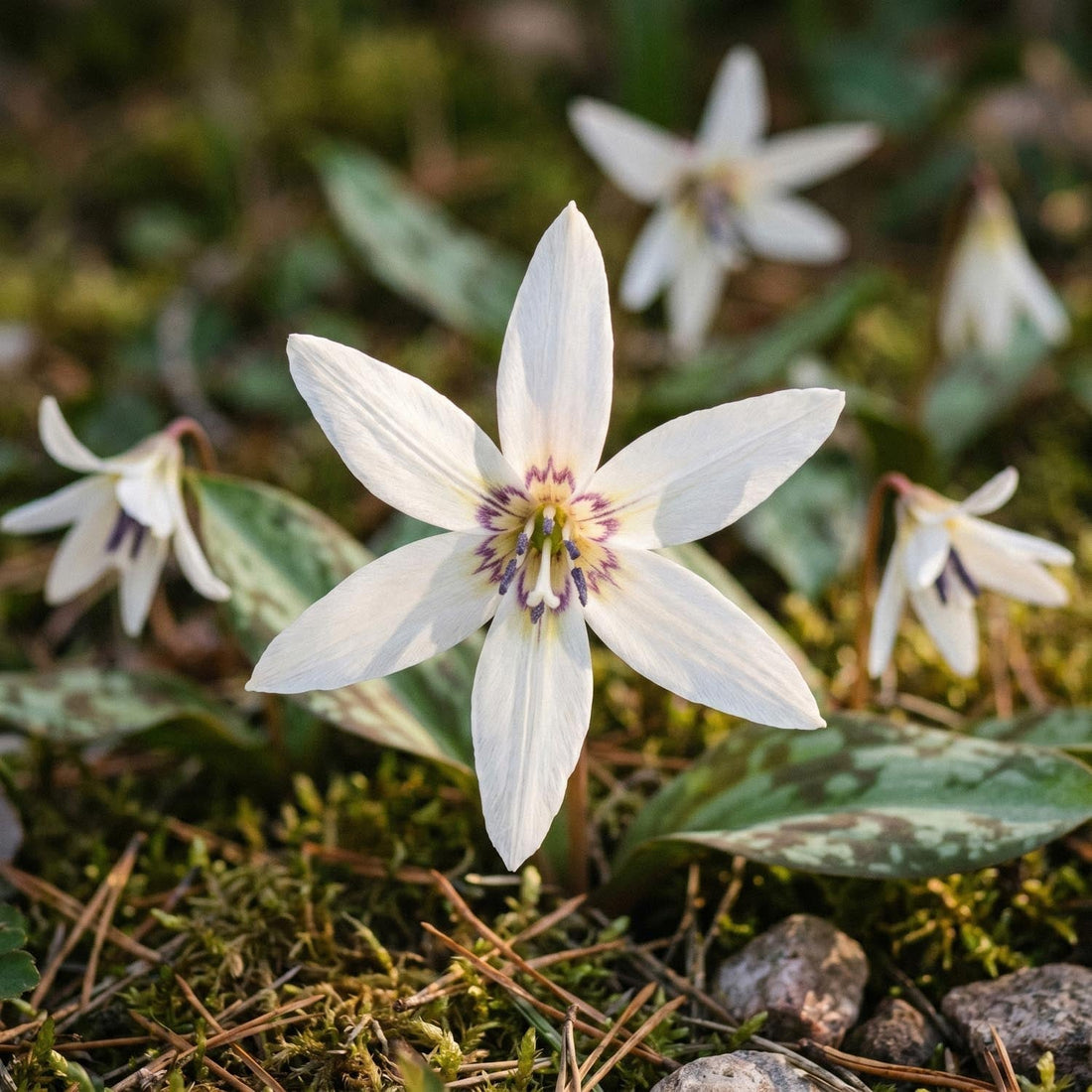 Hundszahn, Erythronium 'Snowflake'