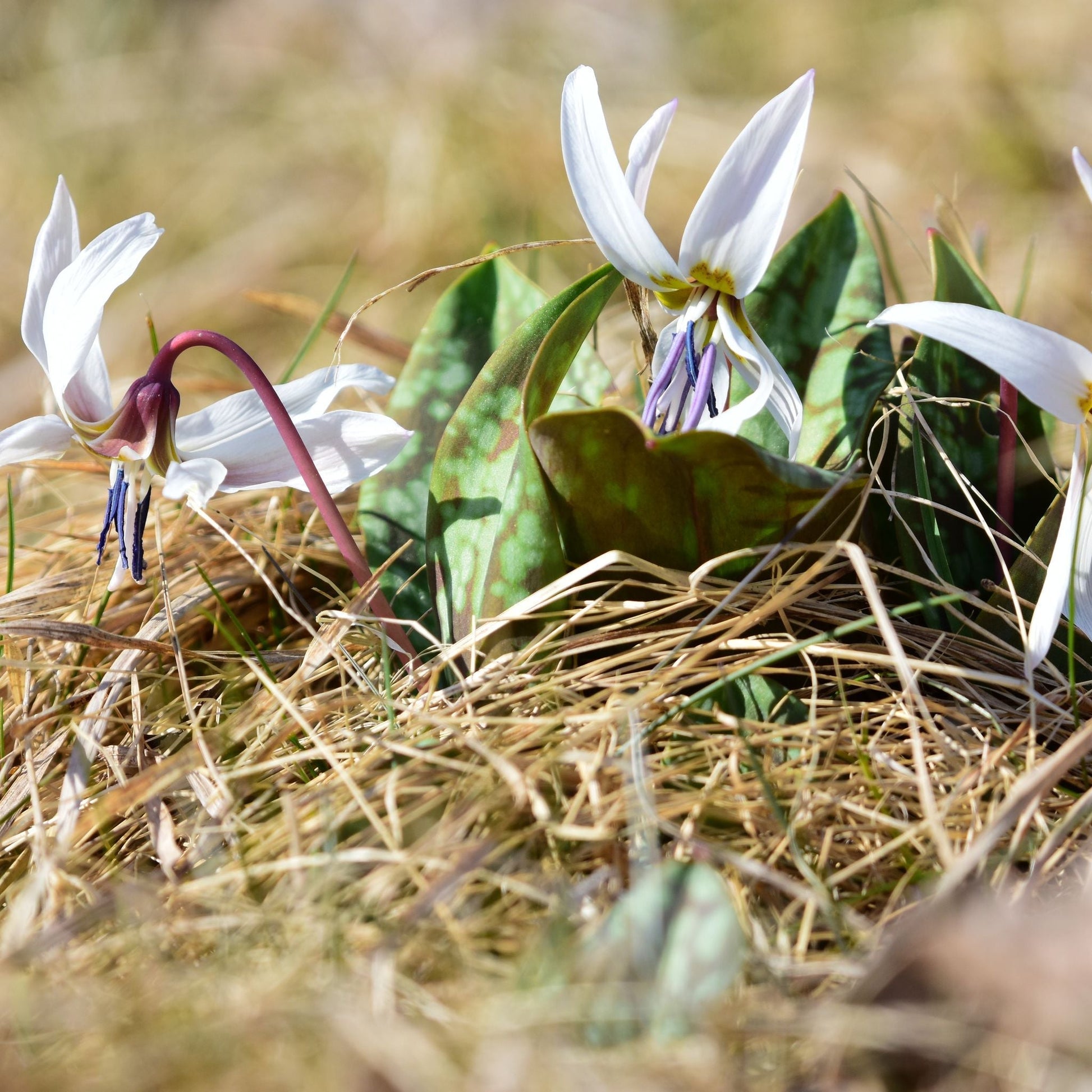 Hundszahn, Erythronium 'Snowflake'