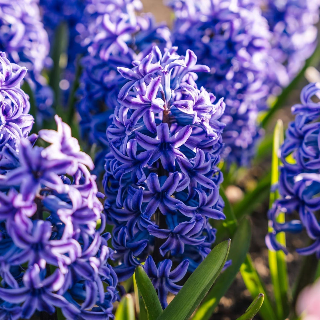 Hyazinthe 'Blue Jacket'