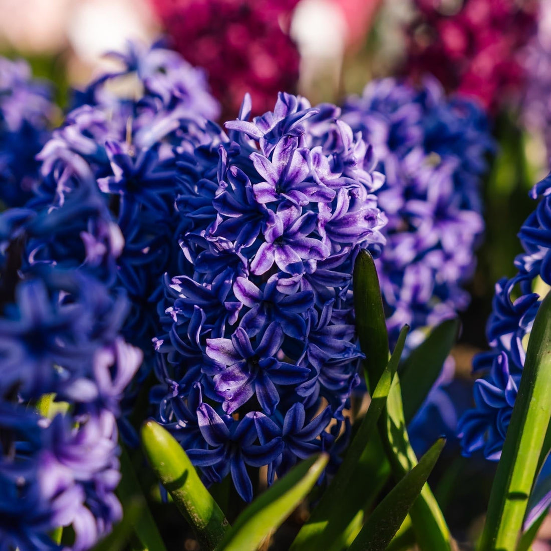 Hyazinthe 'Blue Jacket'