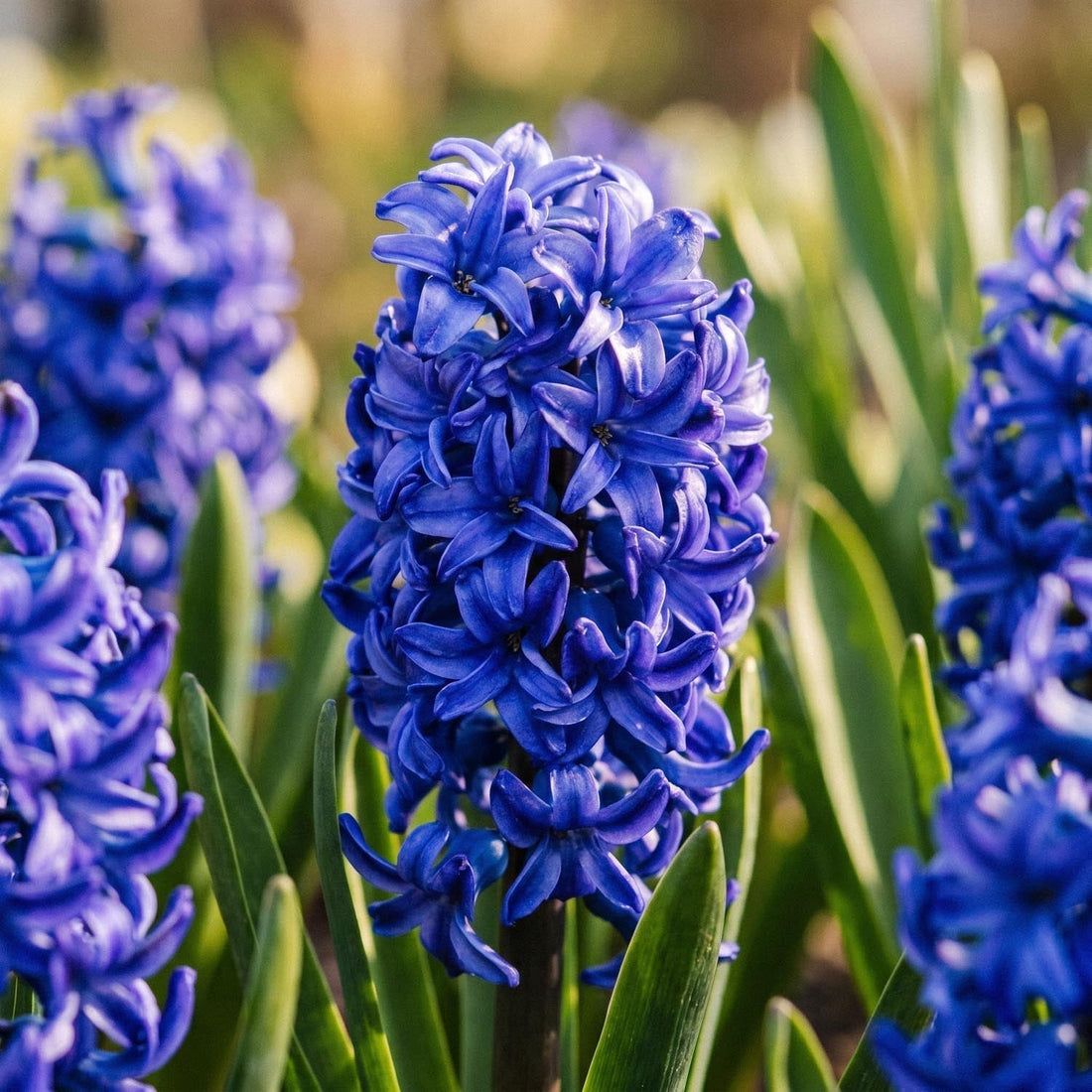 Hyazinthe 'Blue Trophy'