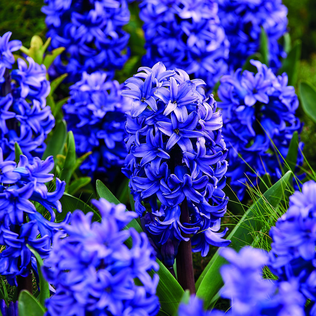 Hyazinthe 'Blue Trophy'