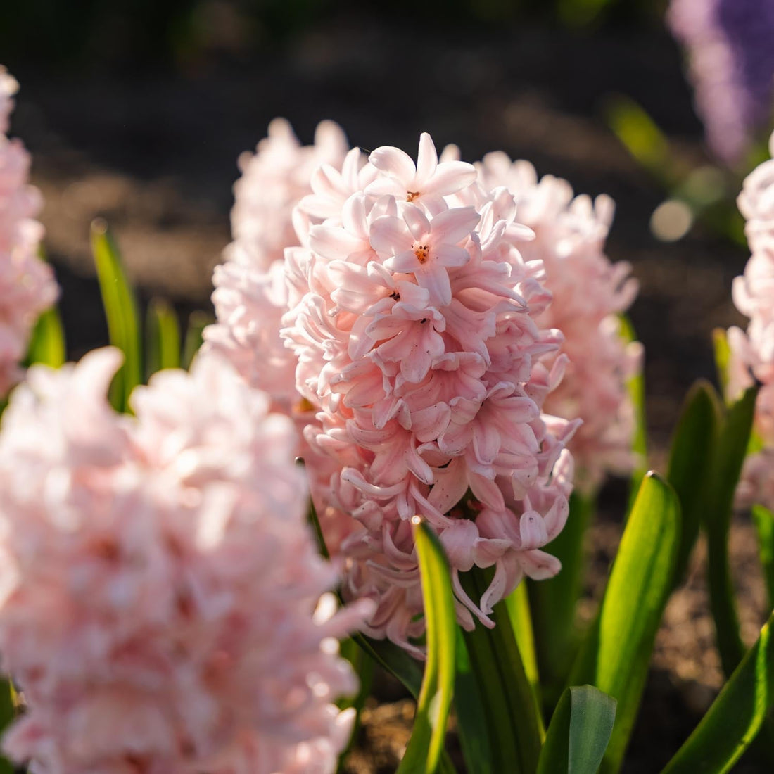 Hyazinthe 'China Pink'