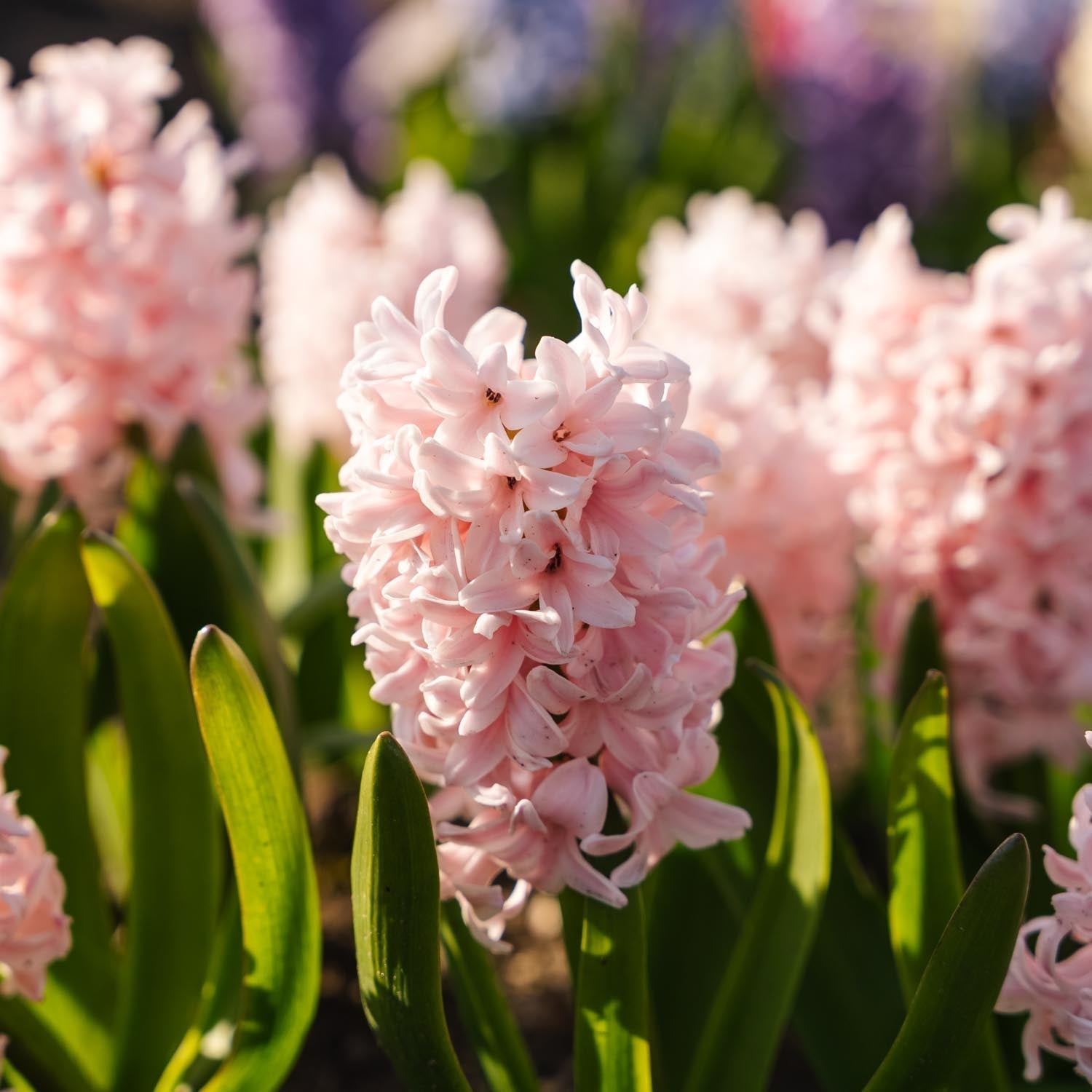 Hyazinthe 'China Pink'