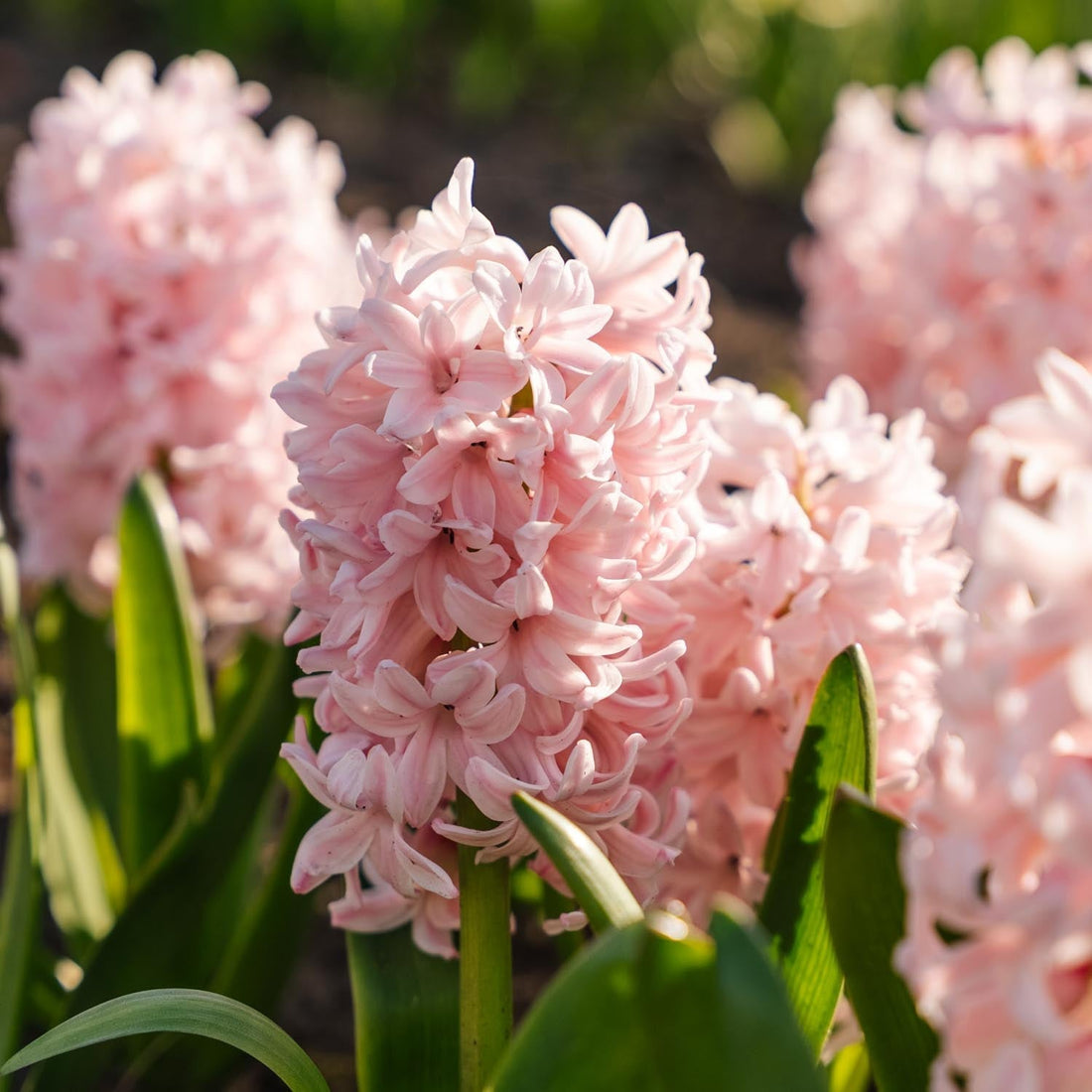 Hyazinthe 'China Pink'