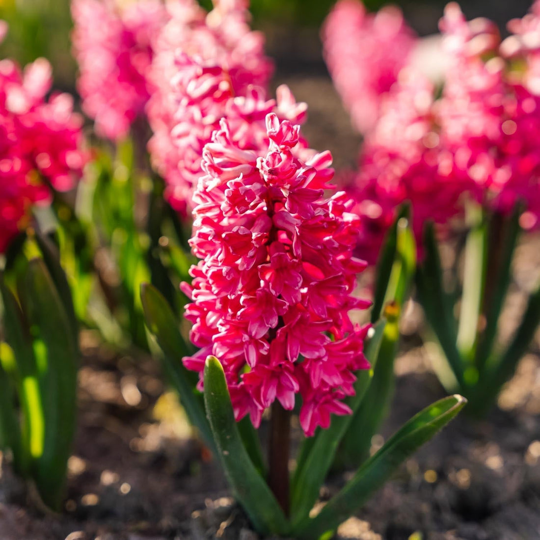 Hyazinthe 'Jan Bos'