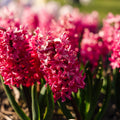 Hyazinthe 'Jan Bos'