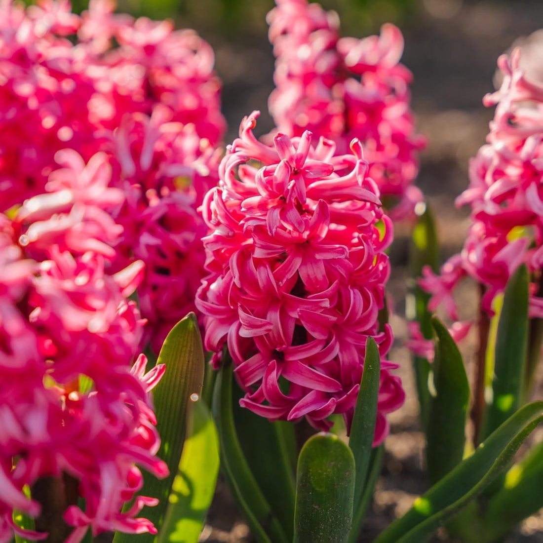 Hyazinthe 'Pink Pearl'
