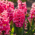 Hyazinthe 'Pink Pearl'