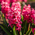 Hyazinthe 'Pink Pearl'