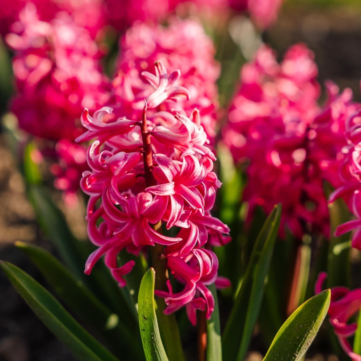 Hyazinthe 'Pink Pearl'