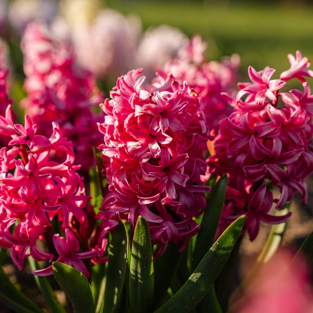 Hyazinthe 'Pink Pearl'