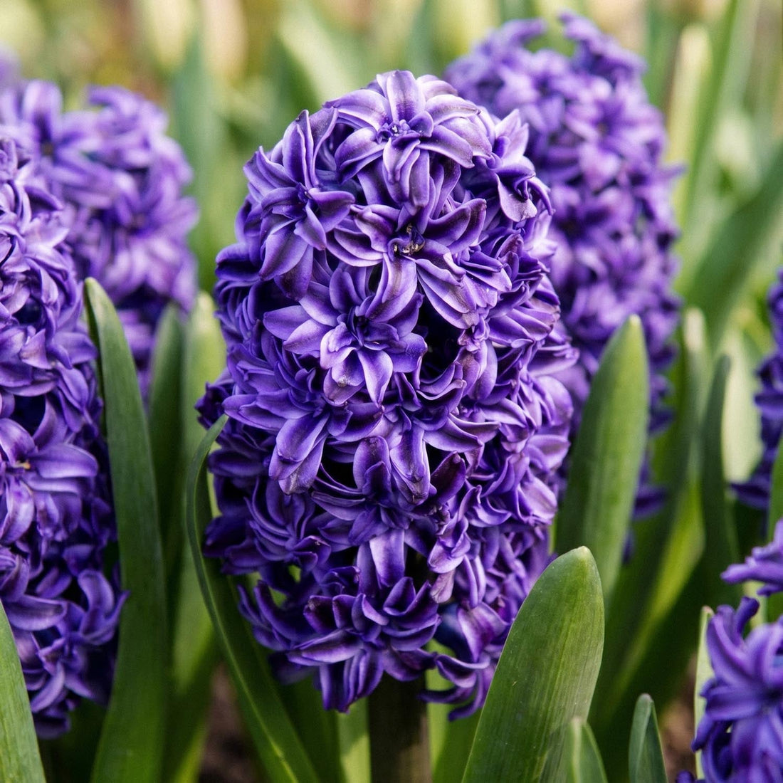 Hyazinthe 'Royal Navy'