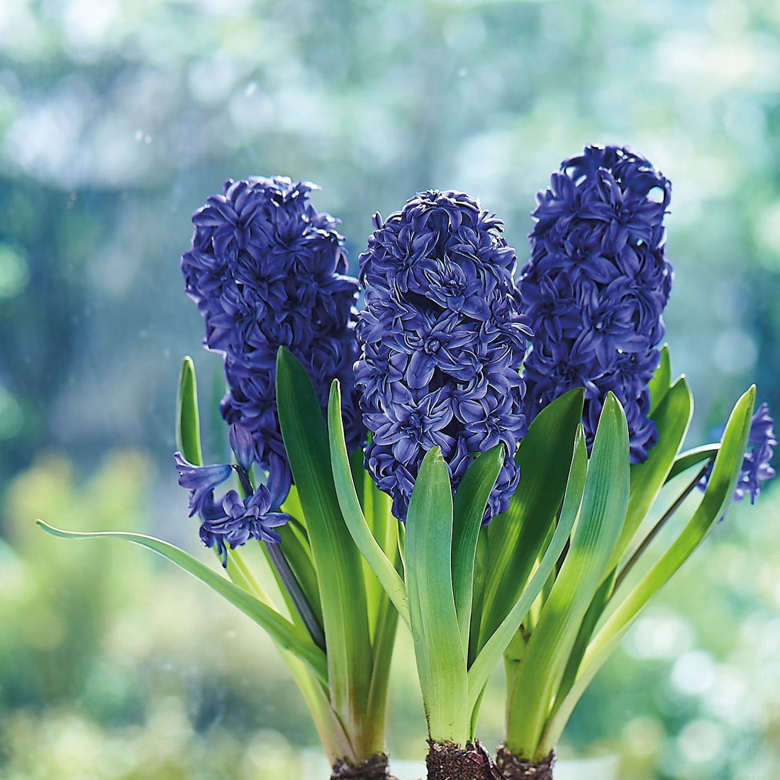 Hyazinthe 'Royal Navy'