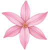 Sternblume Zwiebeln / Ipheion