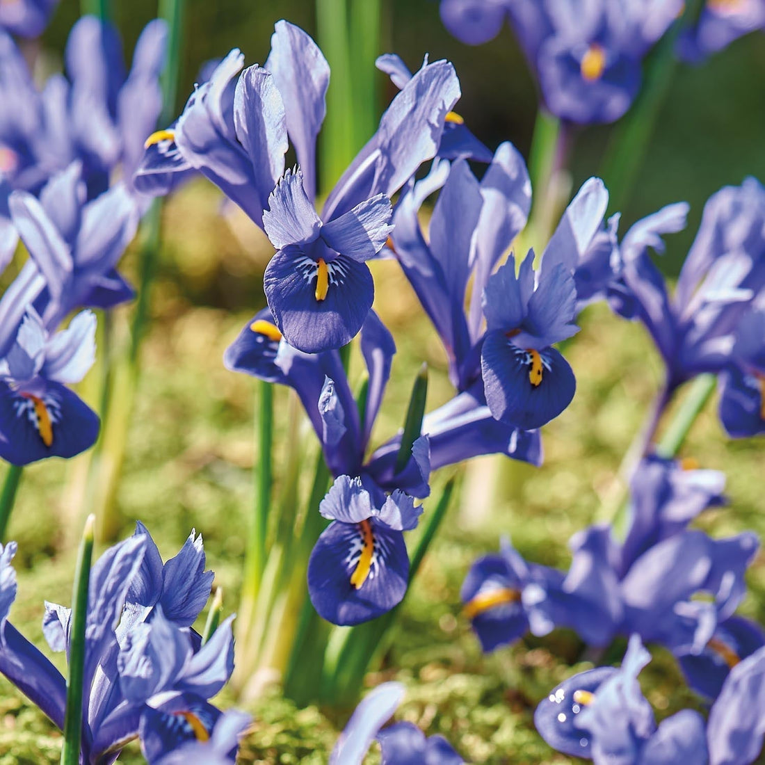 Iris 'Harmony'