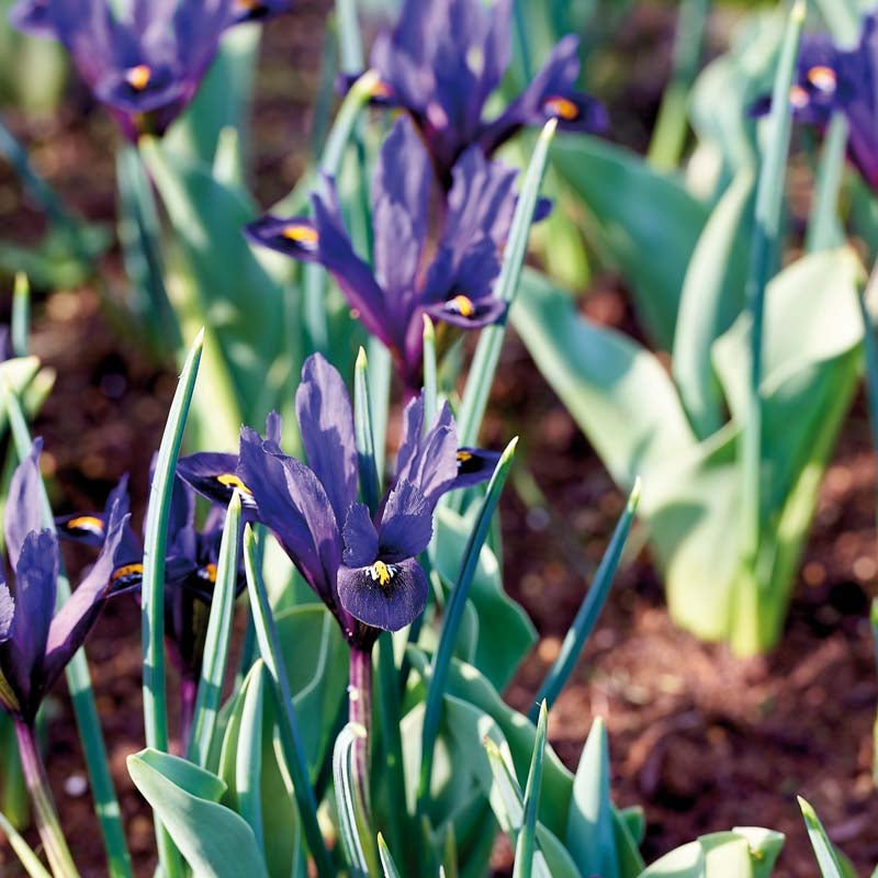 Iris 'Pixie'