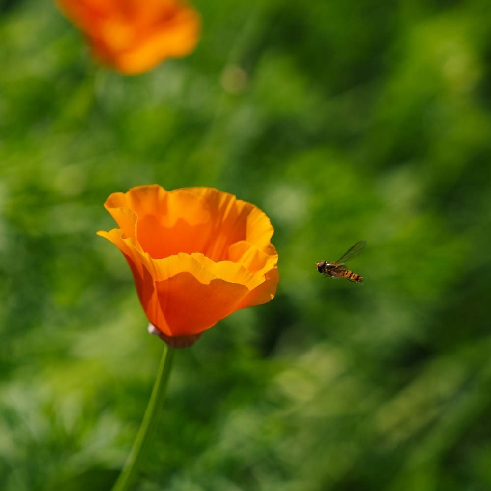 Kalifornische Mohnsamen - 100 Biosamen