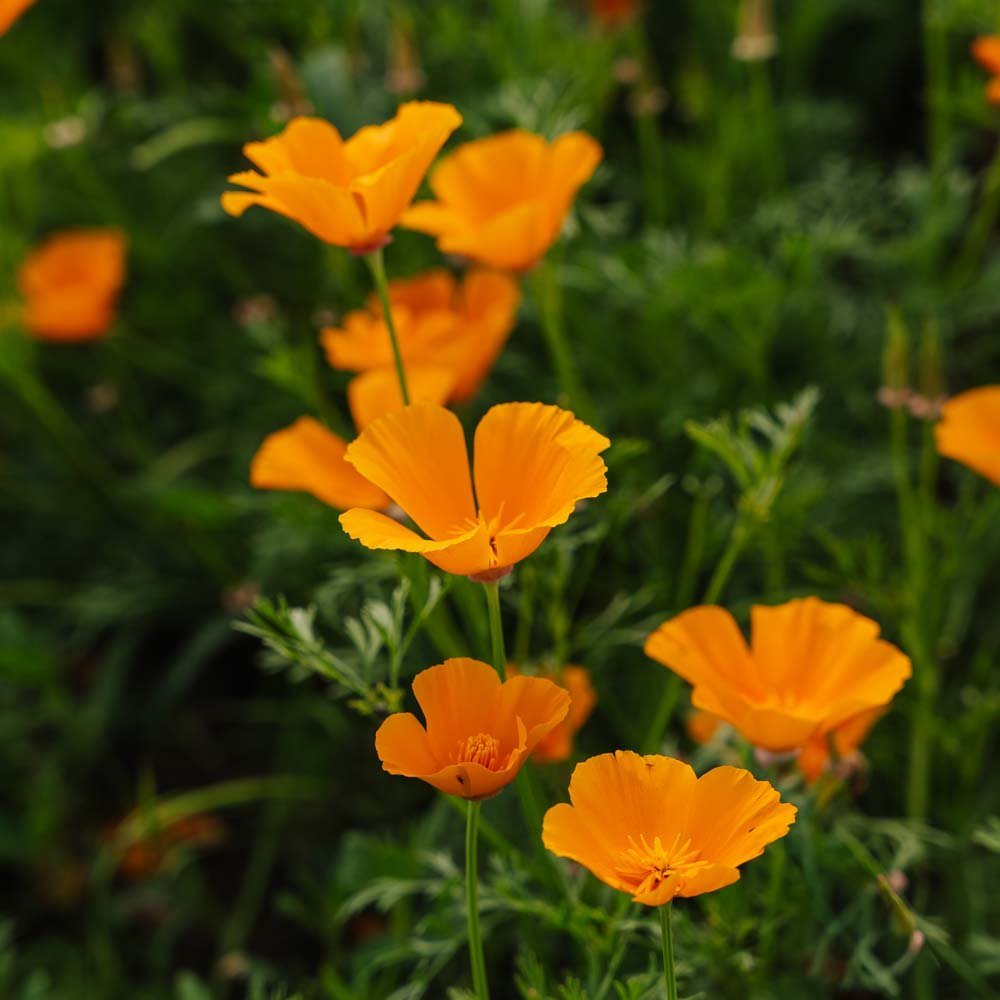 Kalifornische Mohnsamen - 100 Biosamen