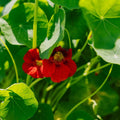 Kapuzinerkresse Samen 'Garden Nasturtium, non trailing' - 8 Biosamen