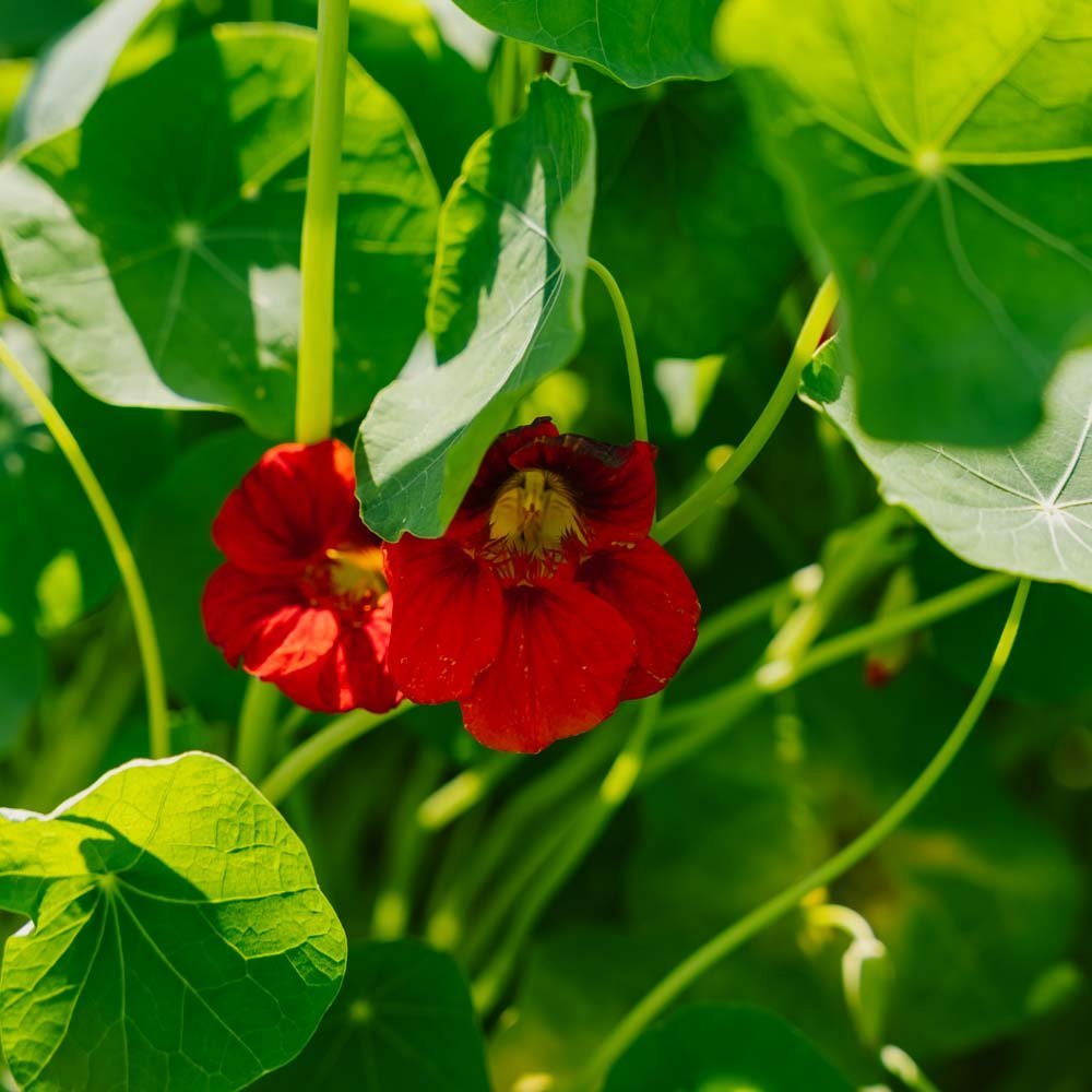 Kapuzinerkresse Samen 'Garden Nasturtium, non trailing' - 8 Biosamen