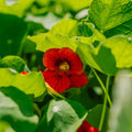 Kapuzinerkresse Samen 'Garden Nasturtium, non trailing' - 8 Biosamen