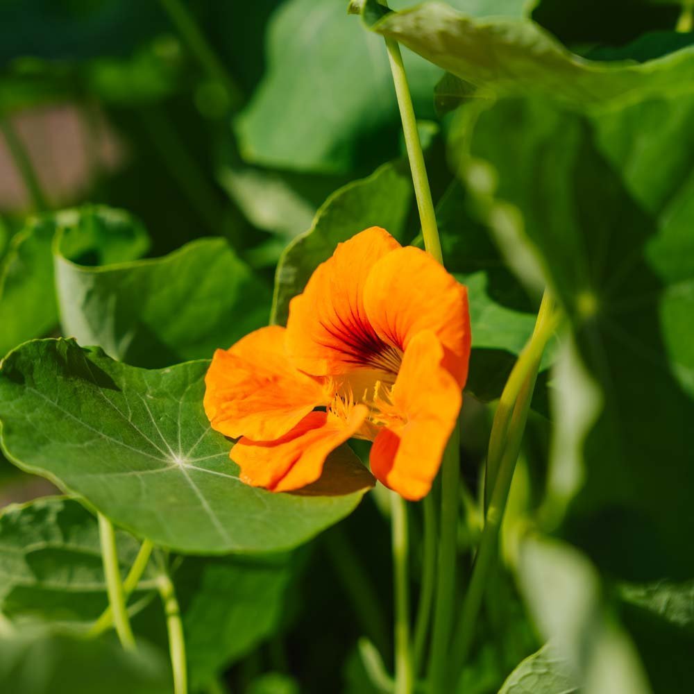 Kapuzinerkresse Samen 'Garden Nasturtium, non trailing' - 8 Biosamen