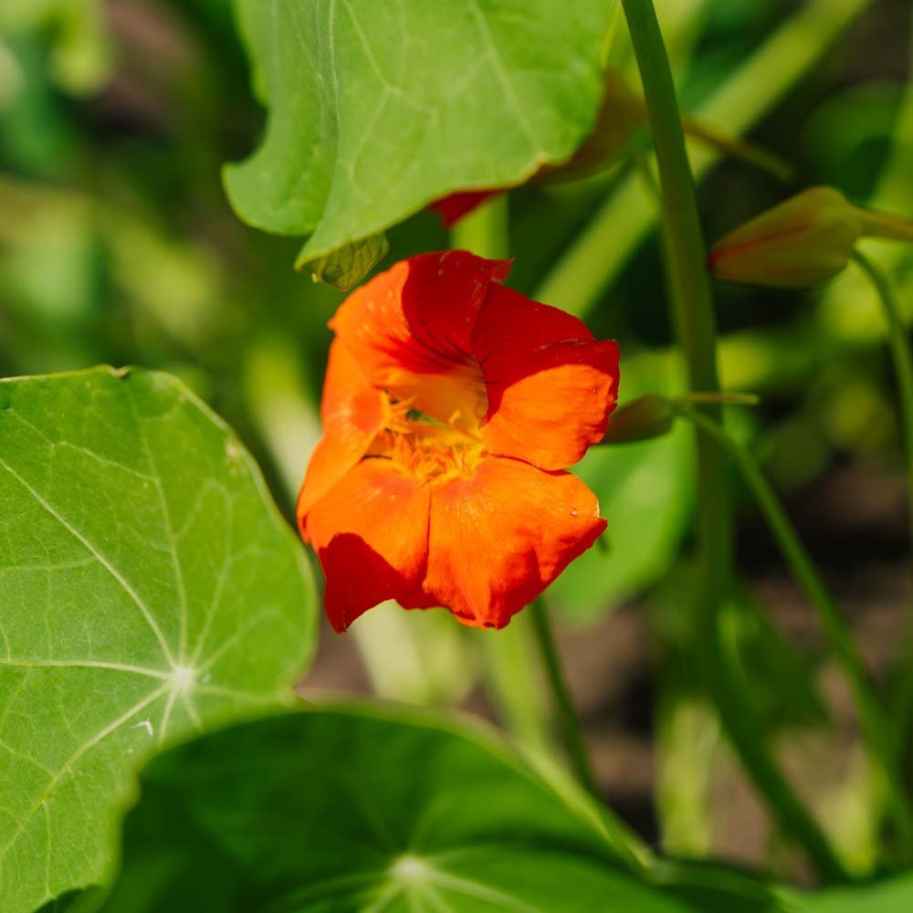 Kapuzinerkresse Samen 'Tropaeolum majus' - 8 Biosamen