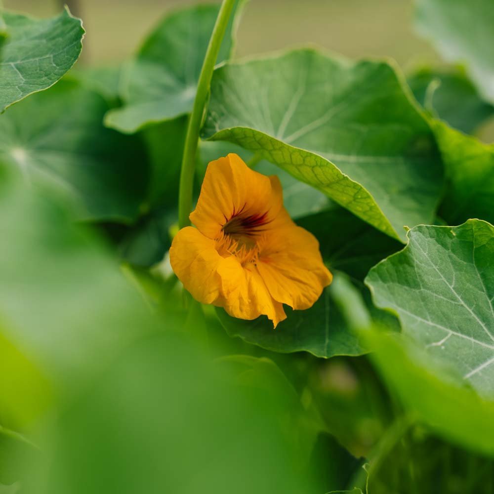 Kapuzinerkresse Samen 'Tropaeolum majus' - 8 Biosamen