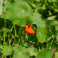 Kapuzinerkresse Samen 'Tropaeolum majus' - 8 Biosamen