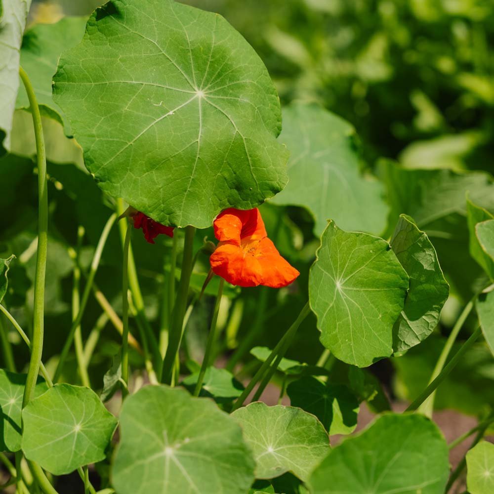 Kapuzinerkresse Samen 'Tropaeolum majus' - 8 Biosamen
