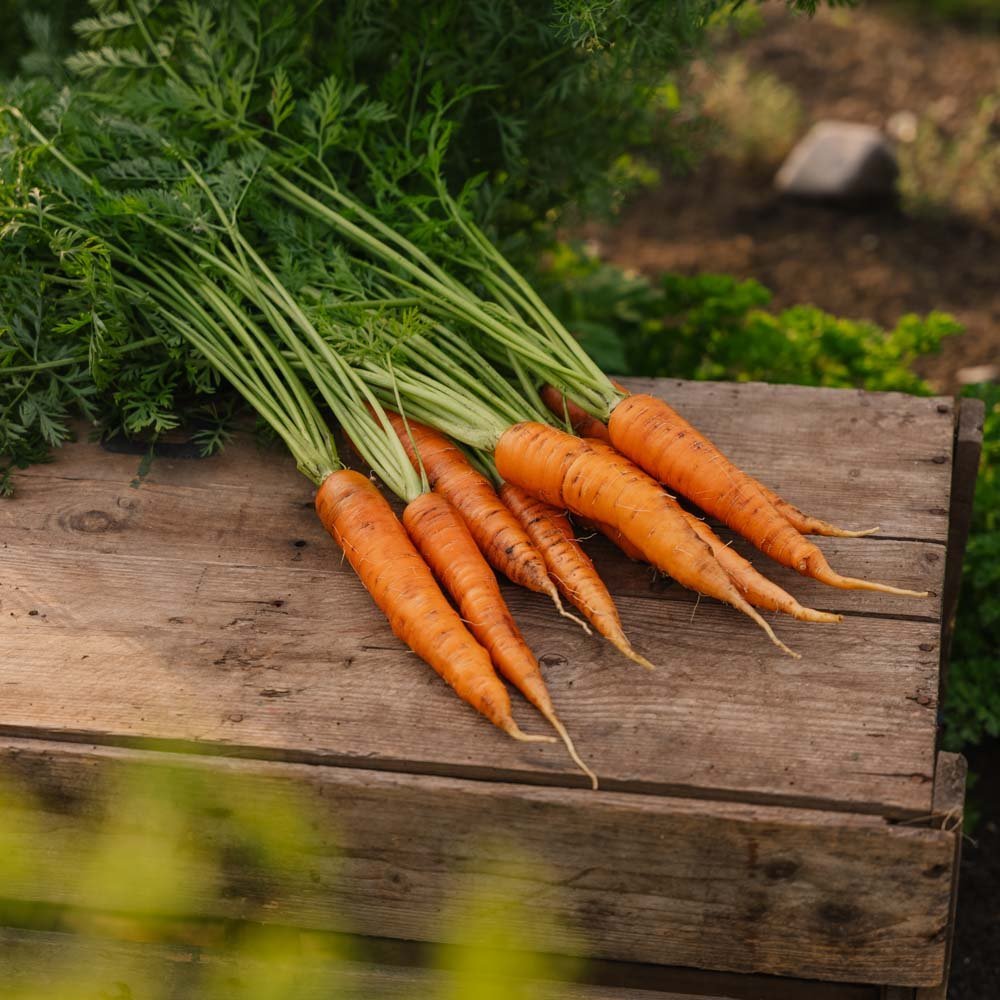 Karottensamen 'Nantes 2' - 500 Biosamen