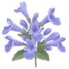 Katzenminze wurzelnackt / Nepeta