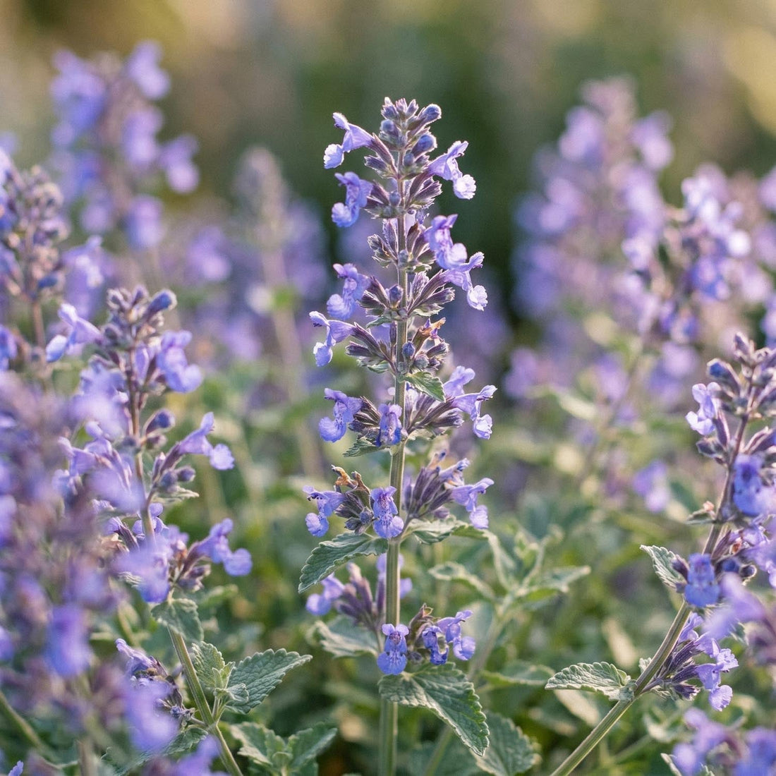 Katzenminze, Nepeta 'Walker's Low'