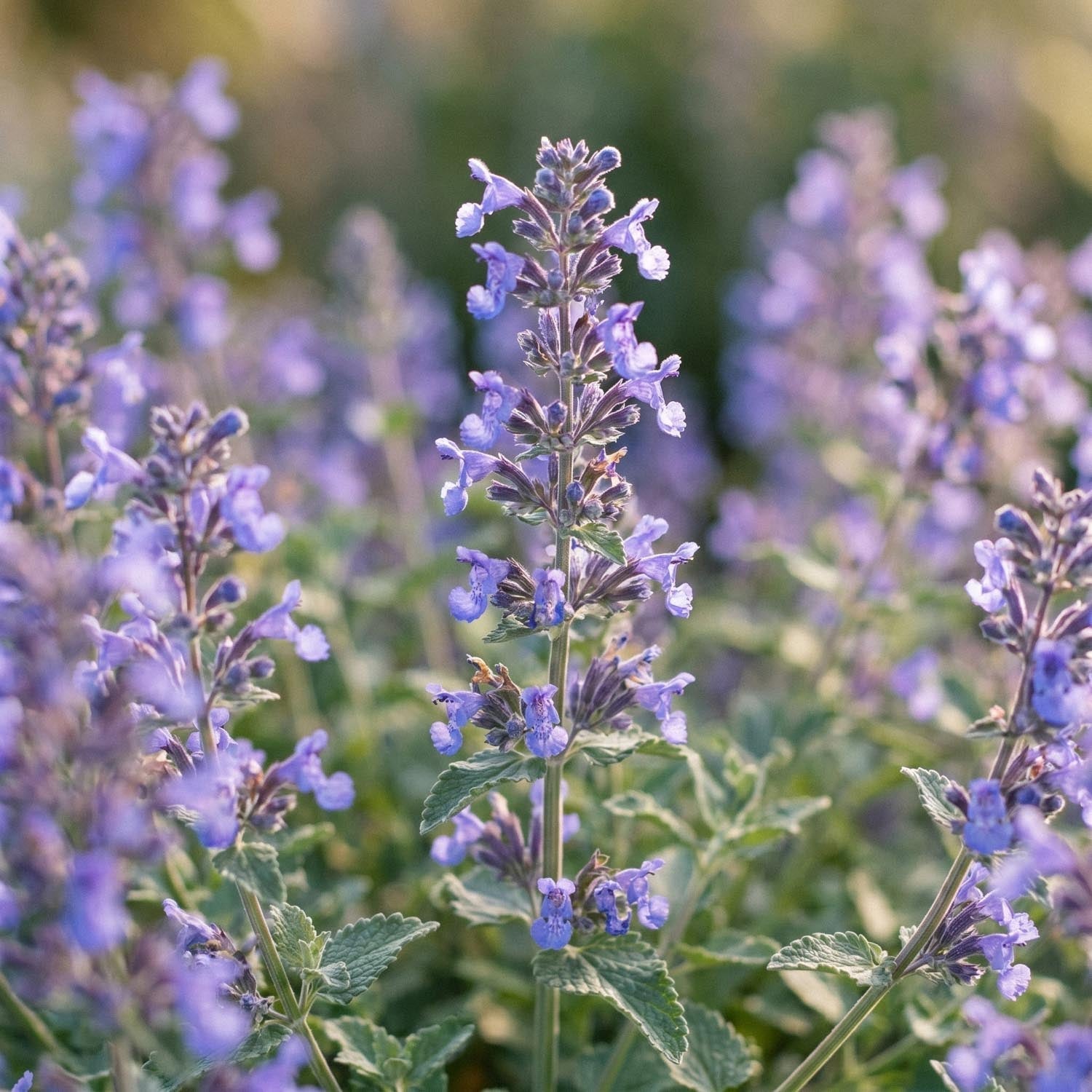 Katzenminze, Nepeta 'Walker's Low'
