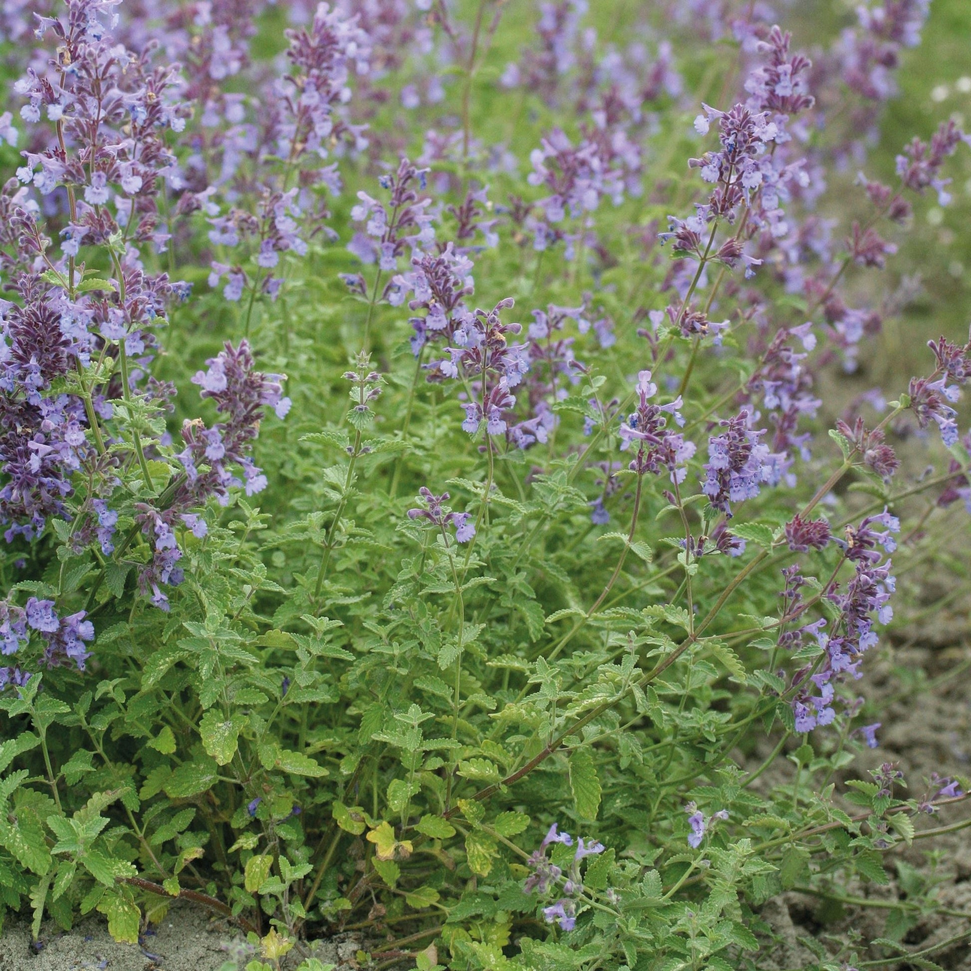 Katzenminze, Nepeta 'Walker's Low'
