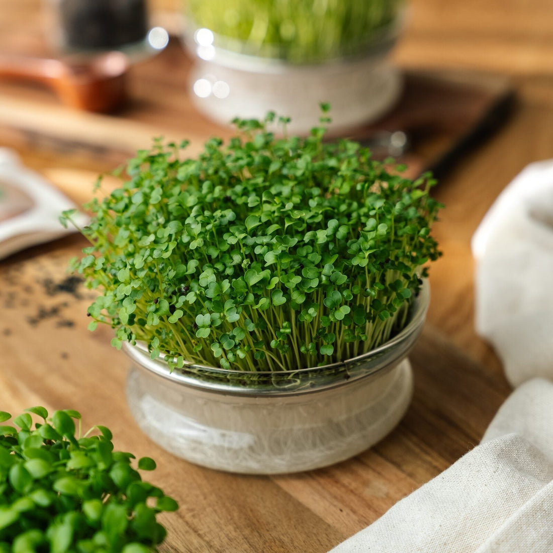 Keimschale für Microgreens
