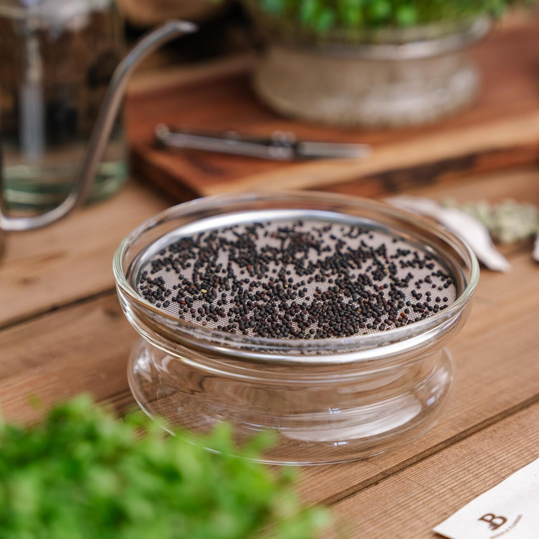 Keimschale für Microgreens