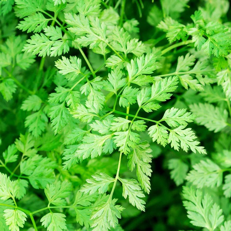 Kerbel Samen 'Fijne Krul' - 200 Biosamen