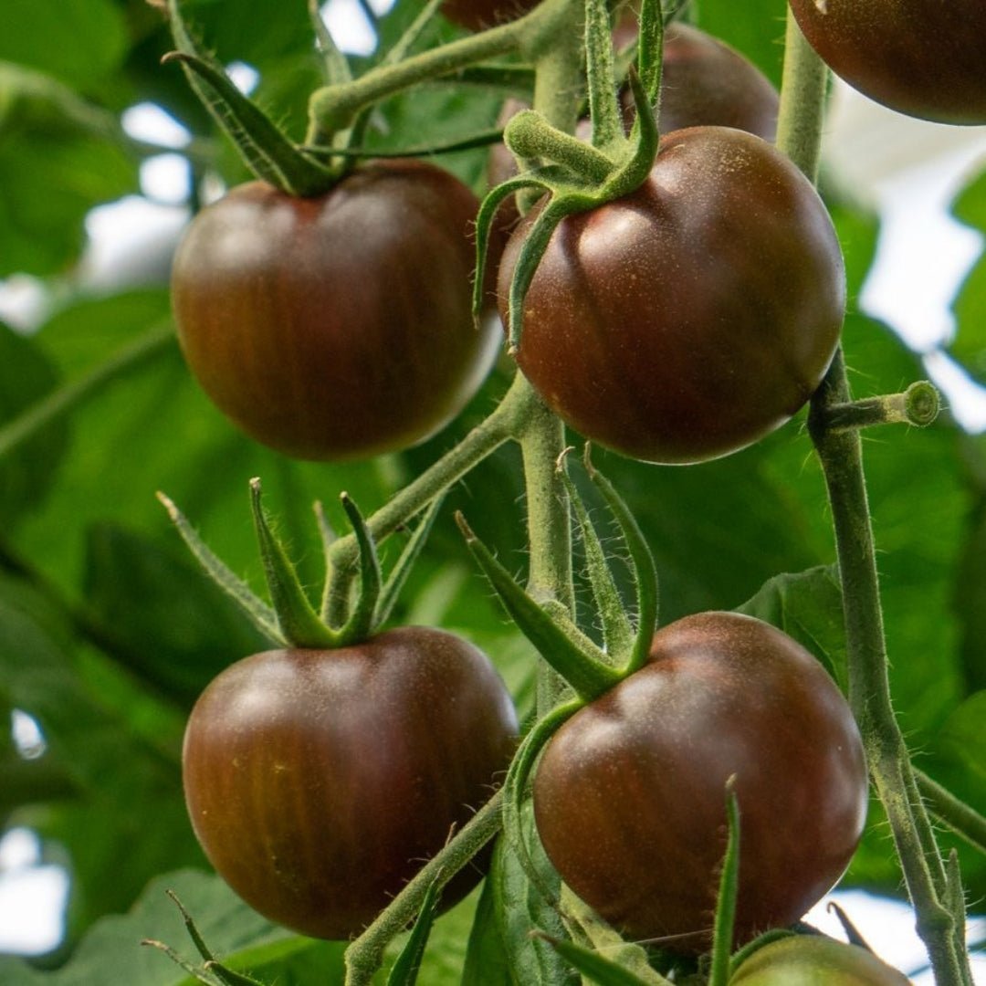 Kirschtomaten Samen 'Black Cherry' - 10 Biosamen