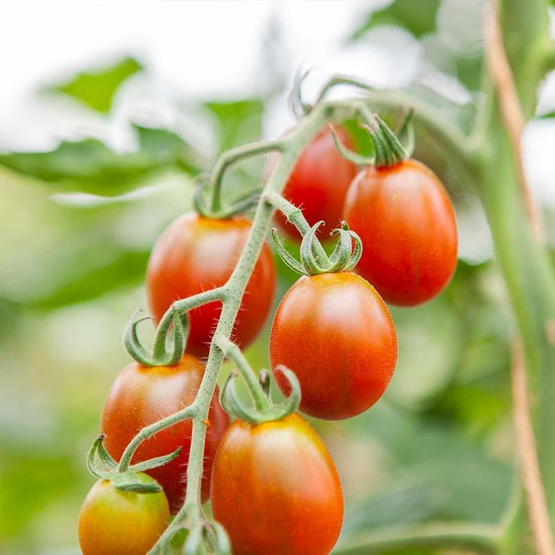 Kirschtomaten Samen 'Bronzy' - 10 Biosamen