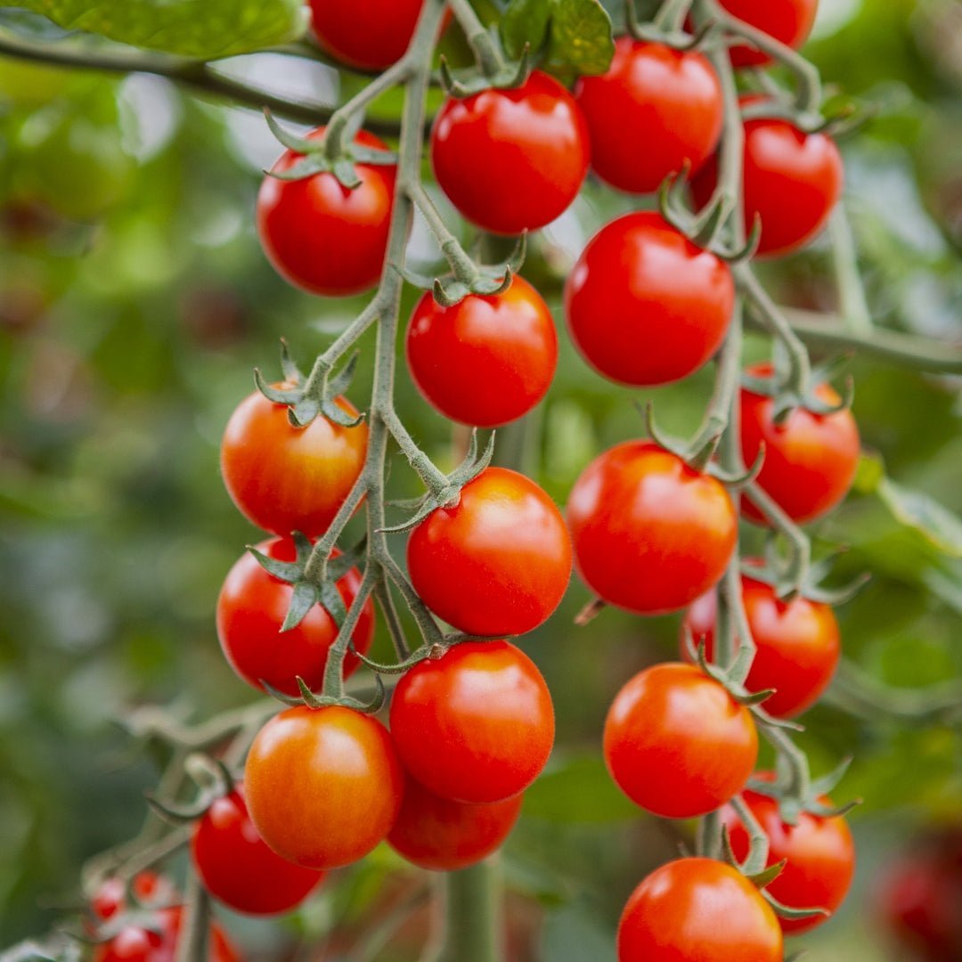 Kirschtomaten Samen 'Cheralita' - 10 Biosamen