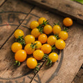 Kirschtomatensamen 'Yellow Clemetine' - 20 Biosamen