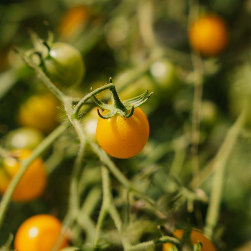 Kirschtomatensamen 'Yellow Clemetine' - 20 Biosamen