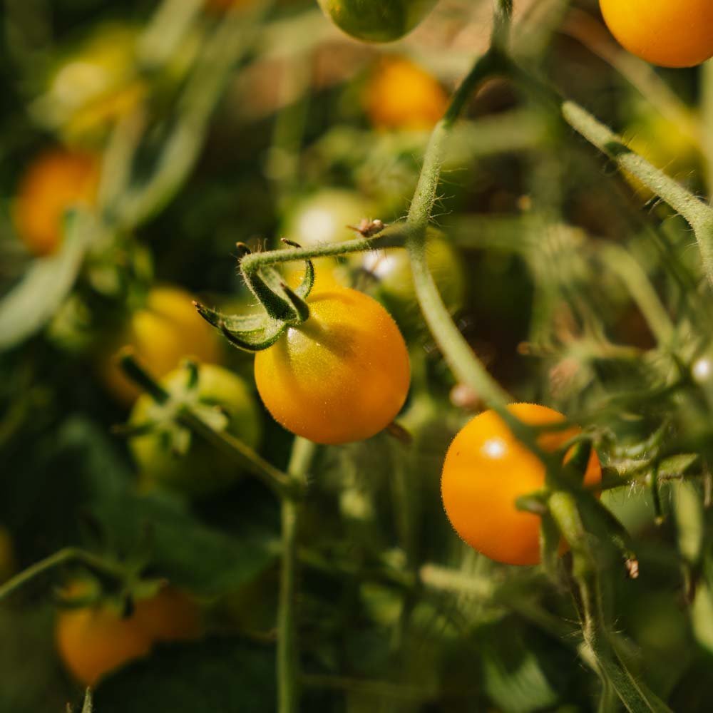 Kirschtomatensamen 'Yellow Clemetine' - 20 Biosamen
