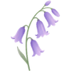 Hasenglöckchen Zwiebeln / Hyacinthoides