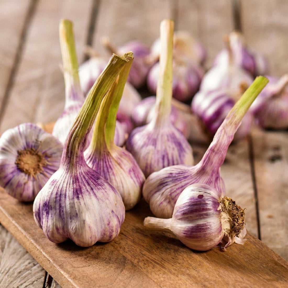 Knoblauch, Allium 'Germidour'
