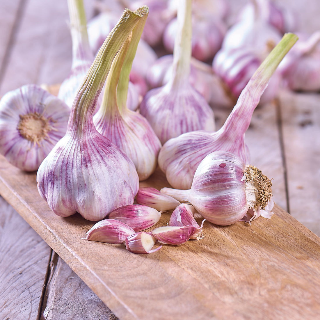 Knoblauch, Allium 'Germidour'