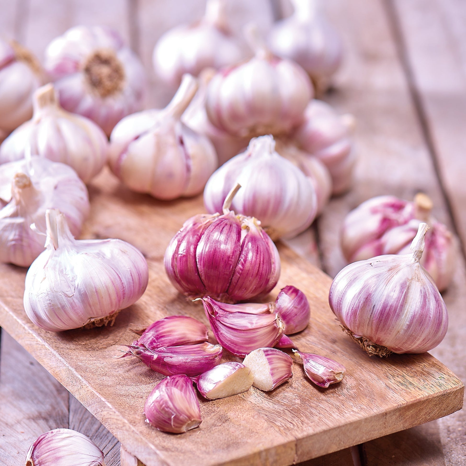 Knoblauch 'Morado'