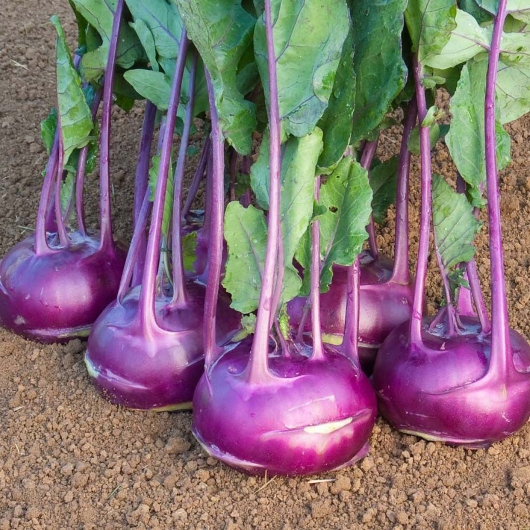 Kohlrabi Samen 'Azur Star' - 50 Biosamen